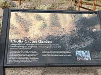 joshua tree national park (18).JPG